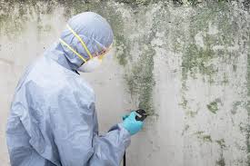 Best Emergency Mold Remediation  in Lo, HI